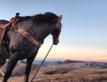 Horse N Around Trail Rides